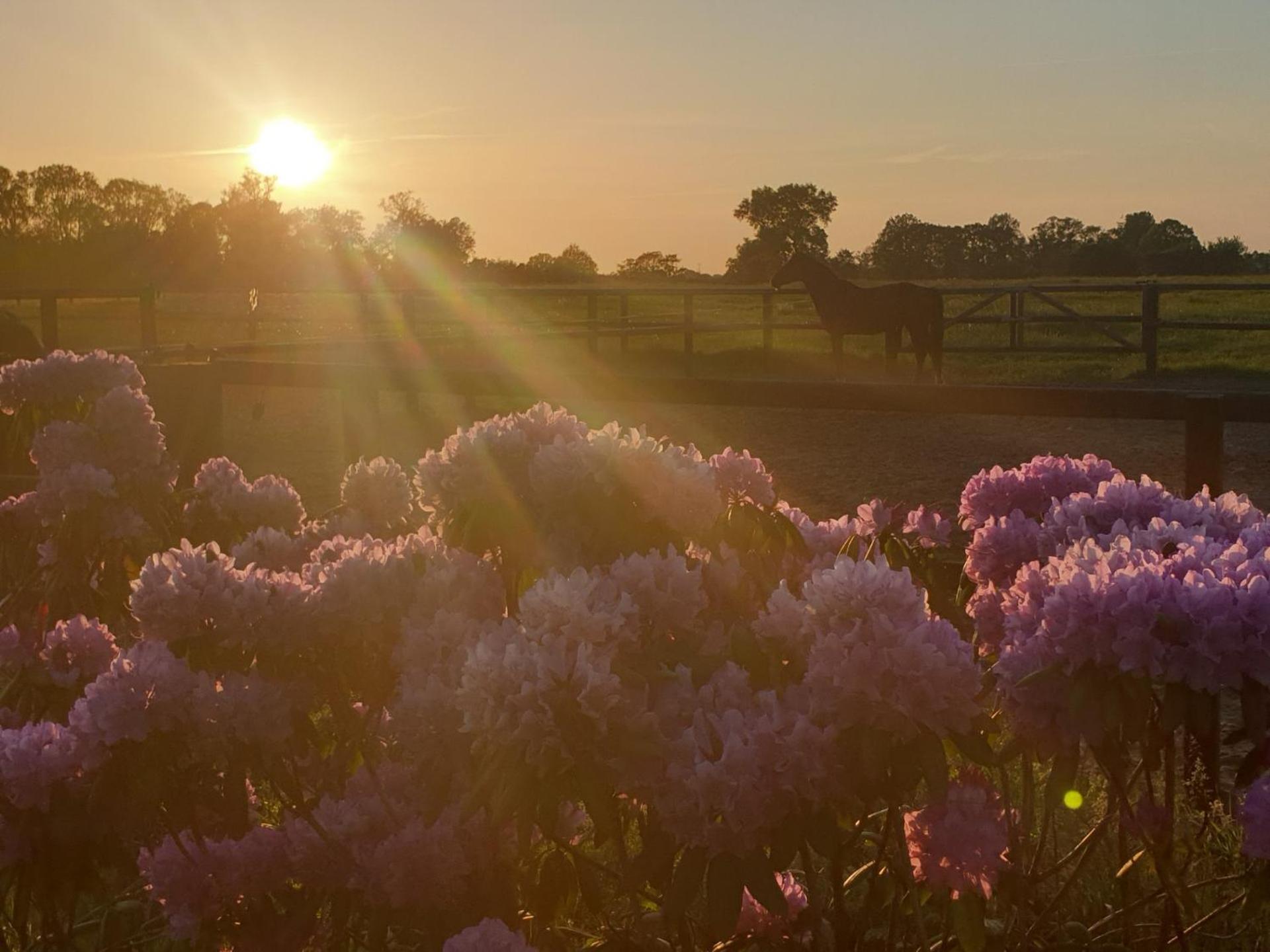 Landgoed De Lavei Bed & Breakfast Weleveld Luaran gambar